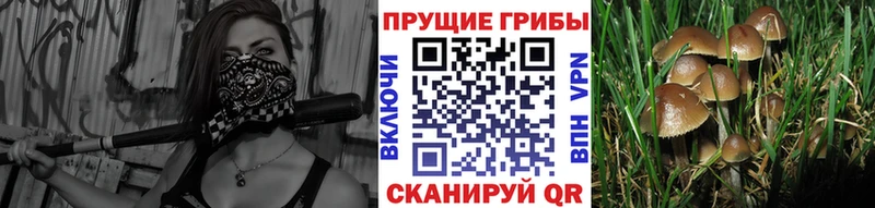 магазин продажи наркотиков  Дигора  Псилоцибиновые грибы ЛСД 